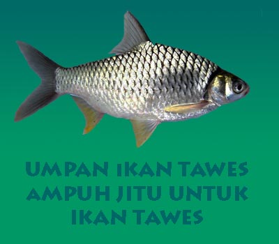 Umpan Ampuh Jitu Untuk Mancing Ikan Tawes