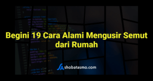 Begini 19 Cara Alami Mengusir Semut dari Rumah