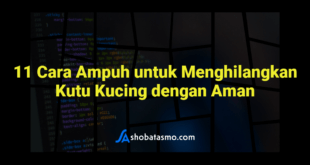 11 Cara Ampuh untuk Menghilangkan Kutu Kucing dengan Aman